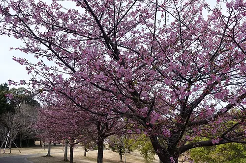 亀山サンシャインパークの河津桜