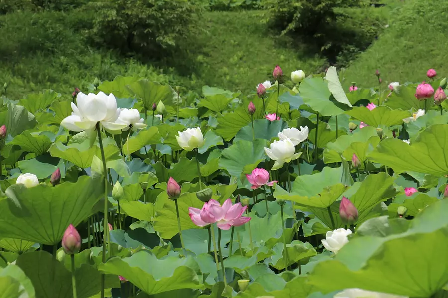 Lotus à Futamata, Hakusan-cho, ville de Tsu