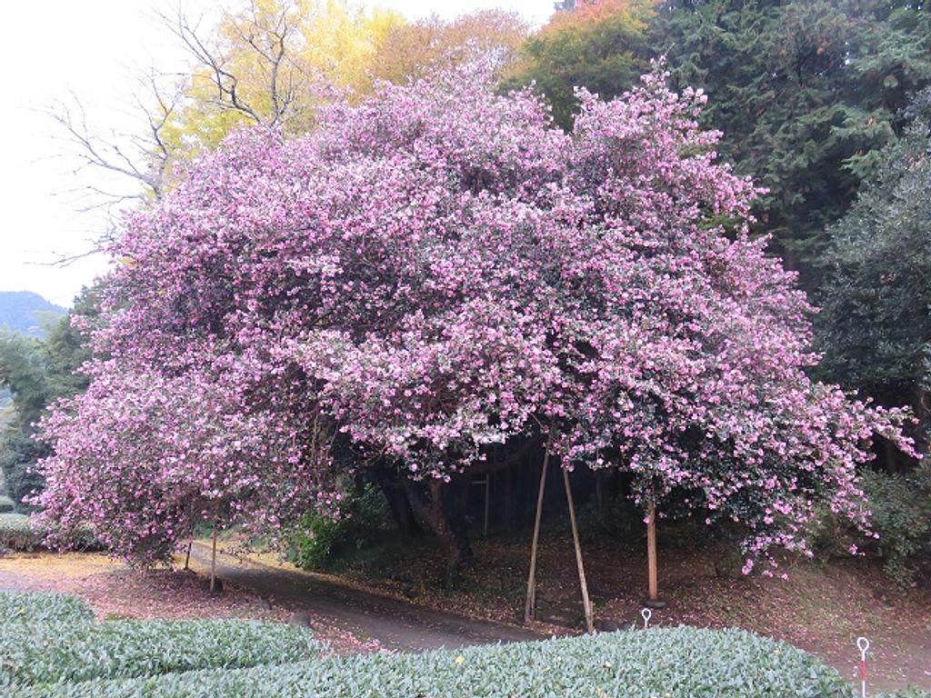 【花】粥見のサザンカ | イベント | 観光三重(かんこうみえ)