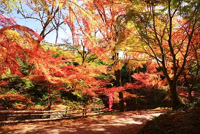 Hojas de otoño en el valle Momiji de Mizusawa