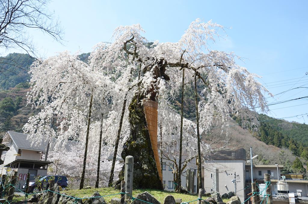 菩堤桜（枝垂桜） | 観光スポット | 観光三重(かんこうみえ)