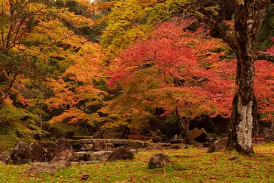 Hojas de otoño en el jardín de la mansión del clan Kitabatake