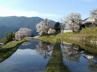 Flores de cerezo Mitaki (también se incluye información sobre la floración)