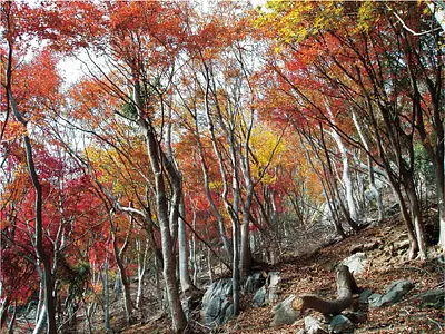 Hojas de otoño en el monte Amokake, valle de Momiji