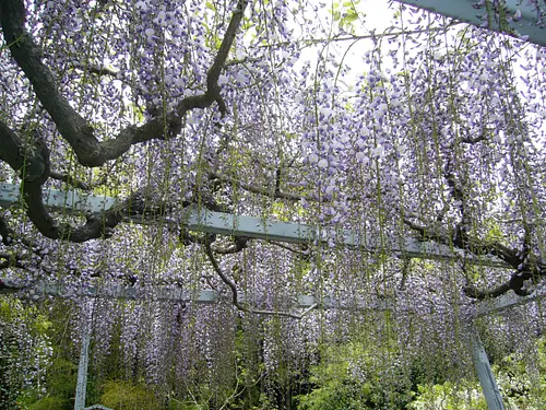 太江寺　竜神の藤【花】 （開花情報も掲載）