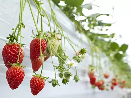 Okada Strawberry Farm Recolección de fresas