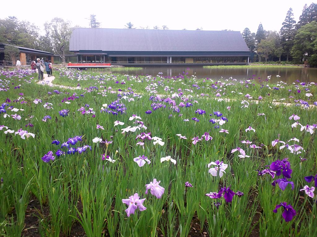 伊勢神宮外宮・勾玉池の花菖蒲【花】 | イベント | 観光三重(かんこうみえ)