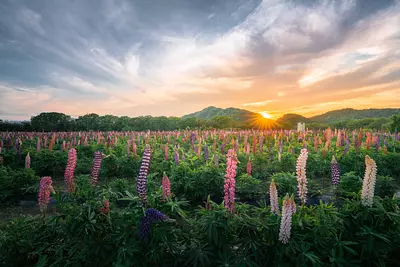 Hanakaido, un jardin fleuri à Ise qui brille au soleil couchant