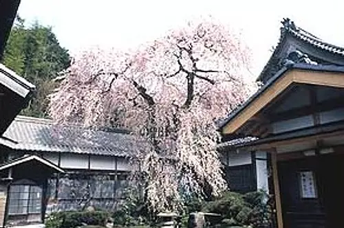 Temple Shōsen-ji