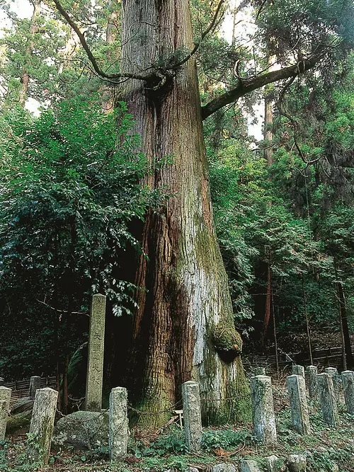 Arrowhead large cedar