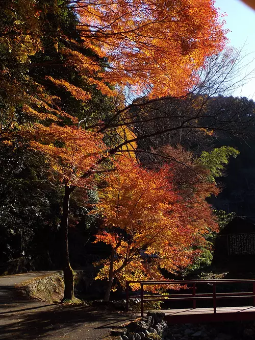 Iifukudenji Temple Autumn Leaves 1