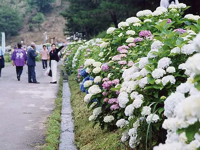 Daishi no Sato (flowering information also included)