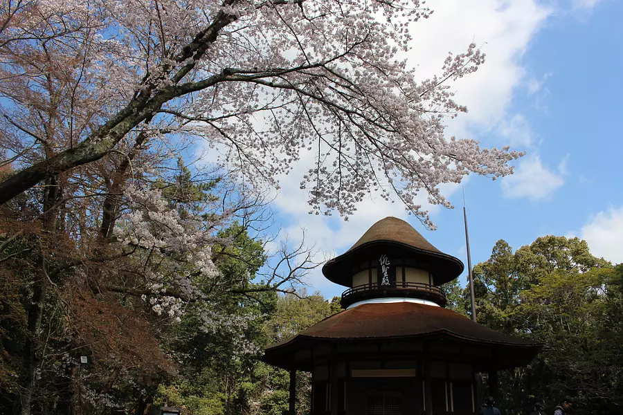 上野公園の桜 | イベント | 観光三重(かんこうみえ)