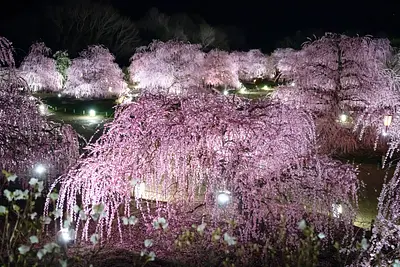 鈴鹿の森庭園 ライトアップ