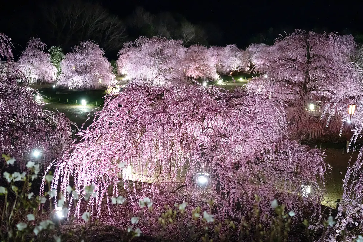 鈴鹿の森庭園 ライトアップ