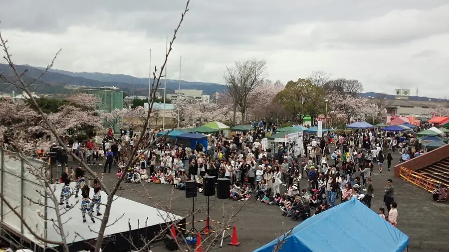 名張桜まつり　