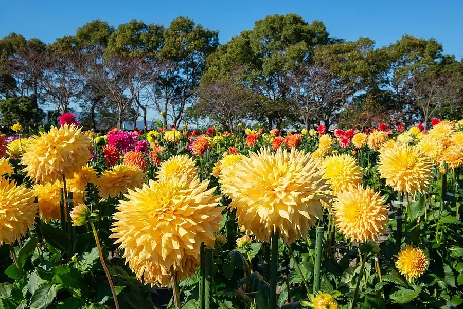 三重県のダリア園 秋を彩るダリアの花の名所を紹介します | 特集