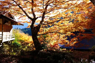 Autumn leaves at TenkaizanTaiunjiTemple (1)