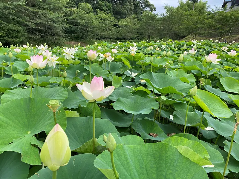 Célèbres sites de lotus dans la préfecture de Mie