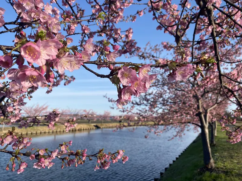 笠松河津桜ロード