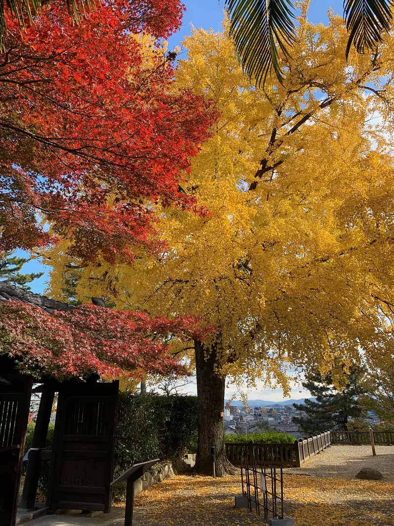 本居宜長記念館 桜松閣の門の大イチョウ