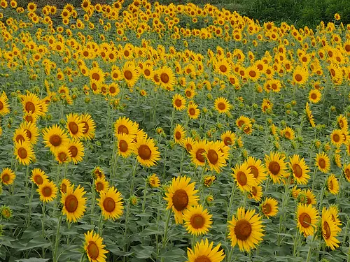 KomonoTown Sunflower Field