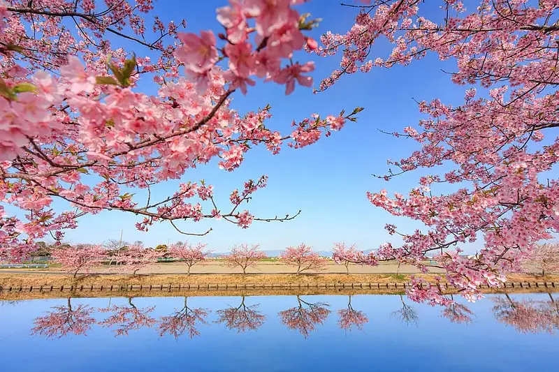 笠松河津桜ロード