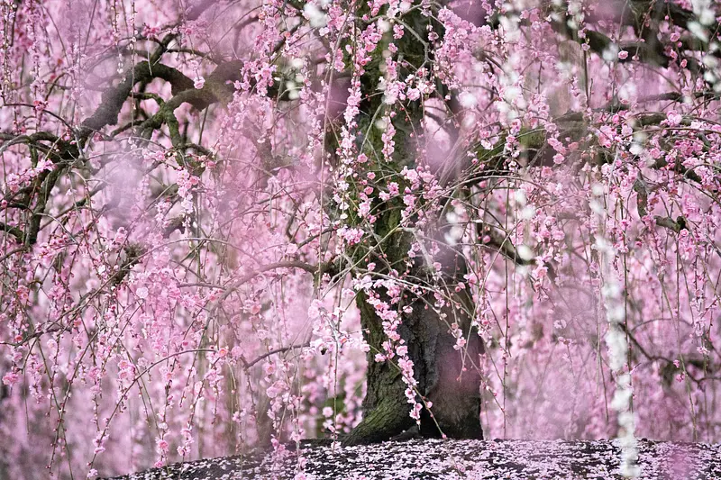 鈴鹿の森庭園　しだれ梅