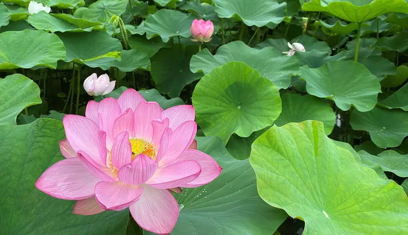 ¡Presentamos una selección de lugares para ver flores de loto en la prefectura de Mie!