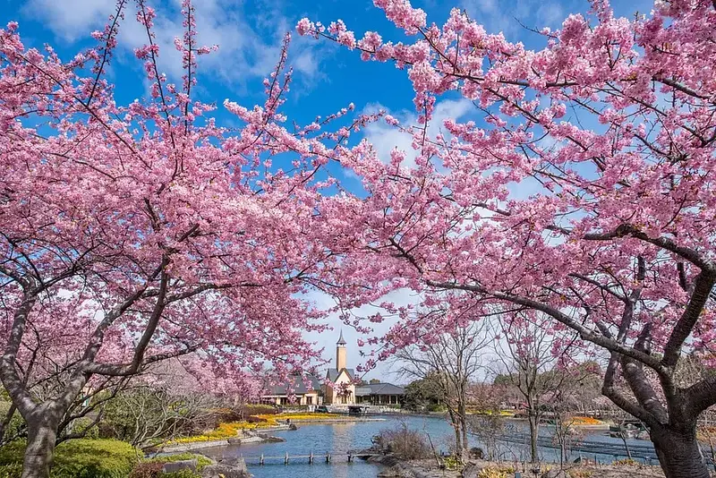 なばなの里 河津桜