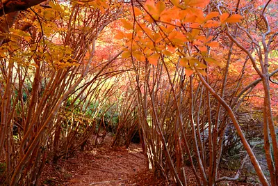 Azalée Doudan dans le parc Maruyama (4)