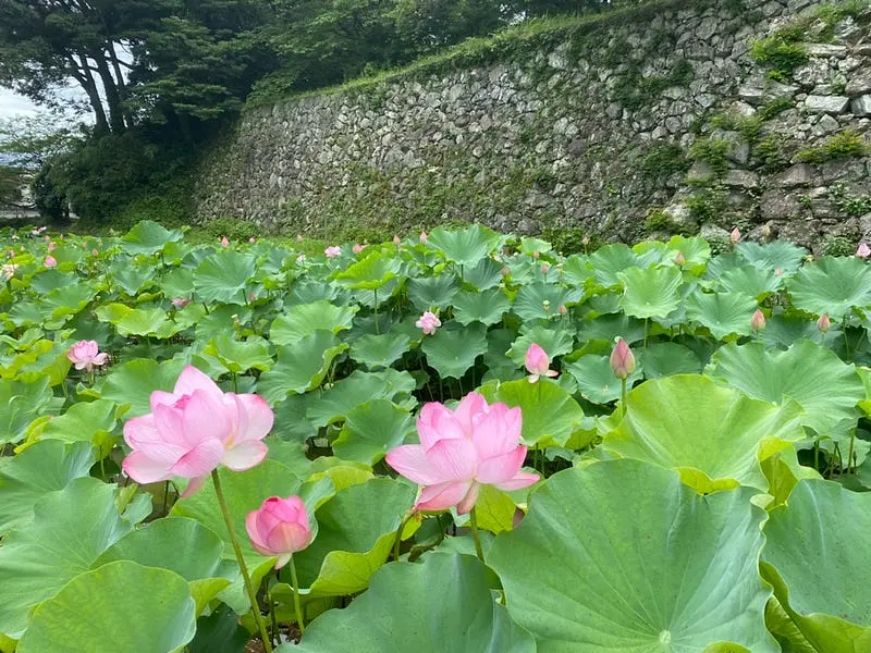 Oga lotus in TamakiTown hall Yokouchi moat