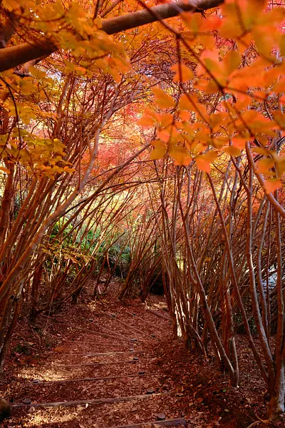 Doudan Azalea ในสวน Maruyama (5)