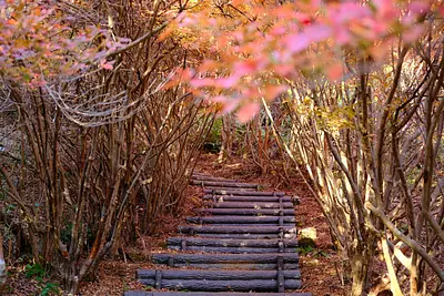 Doudan Azalea ในสวน Maruyama (6)