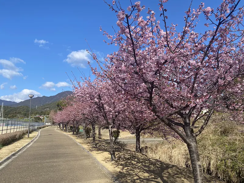 山﨑運動公園の河津桜