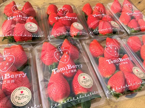 Tomi Berry 딸기 농장