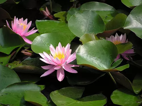 Water lily [flower] at KongoshojiTemple