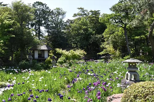 漫步於本園和九卡公園（KyukaPark），欣賞鳶尾花和藍楓。感覺就像是江戶明治時代的貴賓一樣，享受著初夏的氣氛！ 【訪談日期：2018年6月】