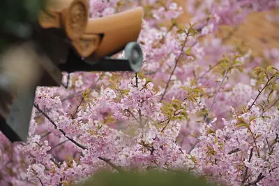 【河津桜】　大慈寺のてんれい桜