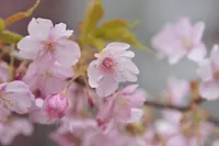 【河津桜】　大慈寺のてんれい桜