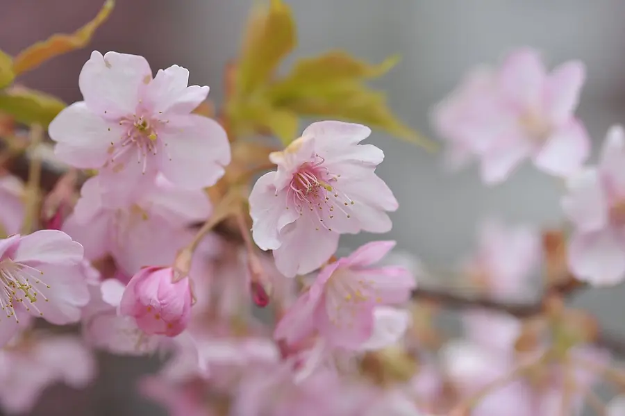 【河津桜】　大慈寺のてんれい桜