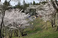 大村神社旁邊的櫻山公園