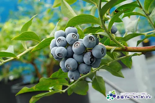 Picking ripe blueberries grown in good water at Akatsuka Blueberry Garden