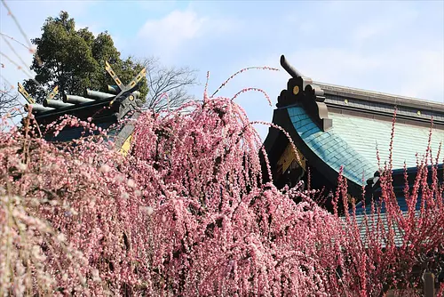 結城神社：しだれ梅（三重県津市）