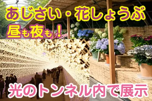 นาบานาโนะซาโตะ（Nabananosato）- ประสบการณ์เคลื่อนไหวราวกับอยู่ในความฝันพร้อมแสงสีอันตระการตา ดอกไฮเดรนเยีย และดอกไอริส!