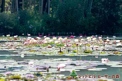 Enjoy water lilies at Red Hill Heather Forest
