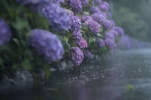 一個隱藏的景點！宮川渡海公園（MiyaRiverWataraiPark）美麗的繡球花