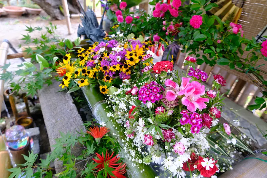 Début de l'été seulement ! Une visite complète de la capitale des fleurs « Saikū » (comprend des bonbons à durée limitée et des timbres goshuin en édition limitée)