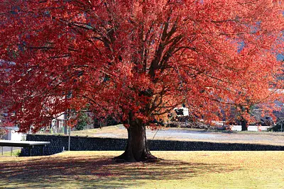 Iinan High School&#39;s Japanese maple tree (3)