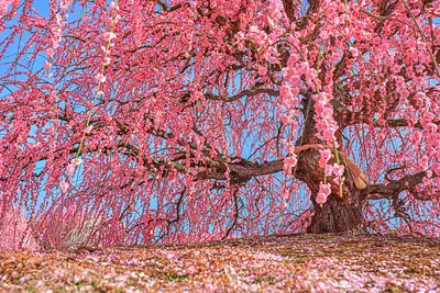 鈴鹿の森庭園（鈴鹿市）